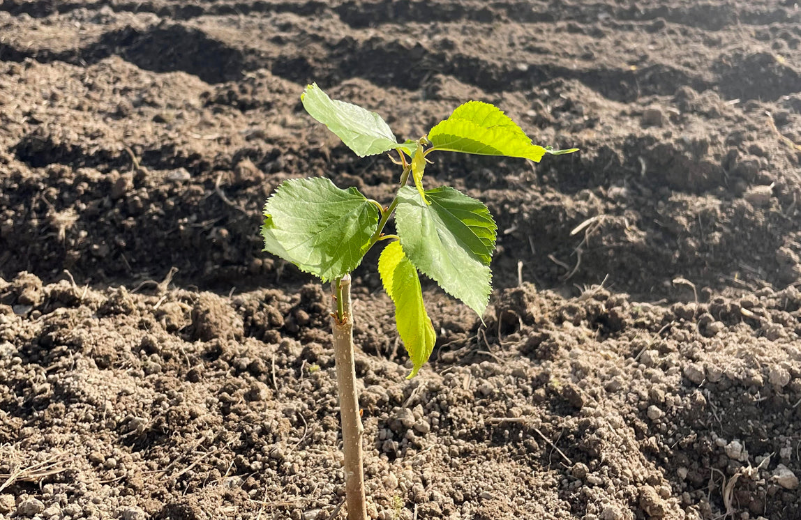 里山おーぷんらぼ植樹祭 Satoyama Open Lab Tree Planting Festival 2024/03/10(SUN)